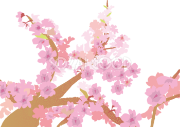 桜 春の背景イラスト(枝に咲く春)39877