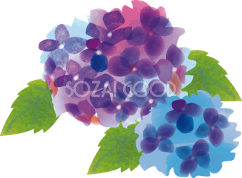 手書き水彩画風のパープルとブルーの紫陽花の無料イラスト45780