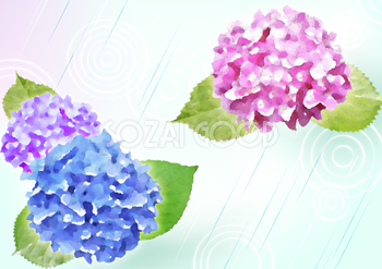 ピンクのブルーとパープルの水彩画手書き風の綺麗 紫陽花の背景無料イラスト46445