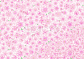 おしゃれな桜じゅうたんの背景無料イラスト62405
