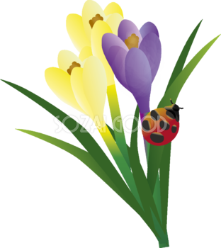 クロッカスの花とてんとう虫の無料イラスト63529