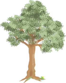 シンプルな木 クスノキと双葉の無料イラスト81512