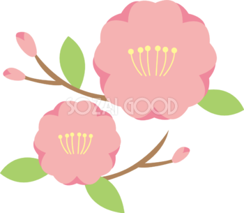 かわいいピンクの桃の花２つ並ぶひな祭り無料イラスト83191