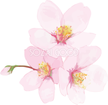 リアル綺麗な桜・花びらイラスト 3つの花と蕾飾り背景なし(透過)無料フリー83443