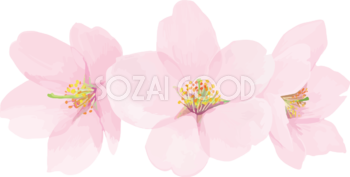 リアル綺麗な桜・花びらイラスト ３つの花飾り背景なし(透過)無料フリー83444