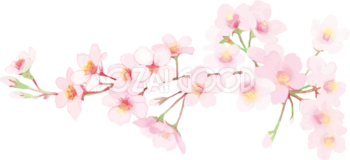 リアル綺麗な桜の枝イラスト たくさん咲く花飾り背景なし(透過)無料フリー83454