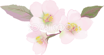 リアル綺麗な桜の枝イラスト 綺麗飾り背景なし(透過)無料フリー83464