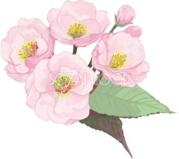 リアル綺麗な八重桜の枝イラスト 4つの花と蕾飾り背景なし(透過)無料フリー83469