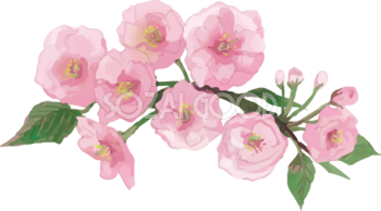 リアル綺麗な八重桜の枝イラスト 8つの花と蕾飾り背景なし(透過)無料フリー83470