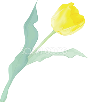 リアル綺麗チューリップイラスト(黄色の花が右に傾き咲く)無料フリー83602