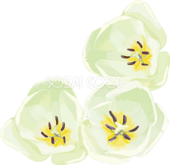 リアル綺麗チューリップイラスト(白花を上から見た様子)無料フリー83616