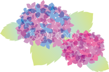 花びらが重なり合う2つのかわいい紫陽花イラスト無料フリー83741