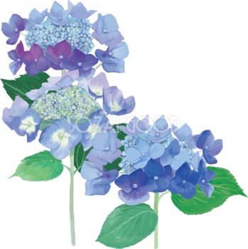 おしゃれ綺麗な角飾りブルー系の額紫陽花(ガクアジサイ)イラスト(梅雨)無料フリー83876