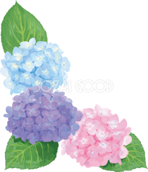 おしゃれ綺麗な水色ピンク紫の角飾りの紫陽花イラスト(梅雨)無料フリー83881