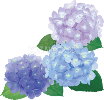 おしゃれ綺麗な青と紫の３輪の紫陽花イラスト(梅雨)無料フリー83883