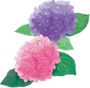 おしゃれ綺麗な濃いピンクと紫の紫陽花イラスト(梅雨)無料フリー83884