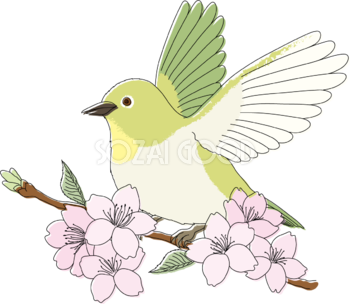 羽を広げる鳥(うぐいす)桜の枝イラスト無料 フリー88321