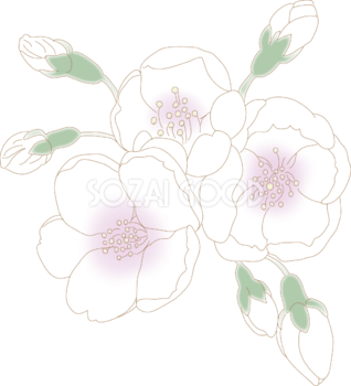 淡い色のソメイヨシノの蕾 桜イラスト無料 フリー88396