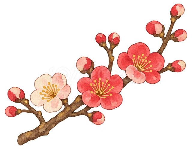 梅の花の小枝の水彩イラスト