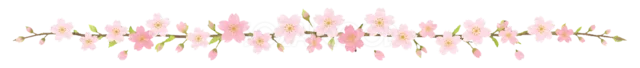 ピンクの桜と花びらを並べた春の水彩ライン（背景透過PNG）