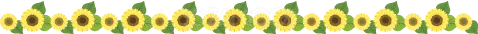 黄色いひまわりを一列に並べた夏の花ライン（背景透過PNG）