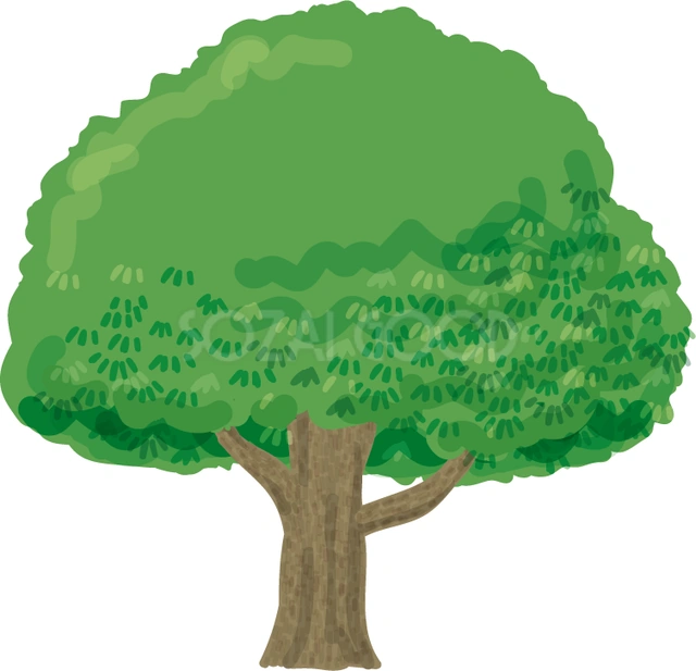 丸い樹冠のくすのきのイラスト