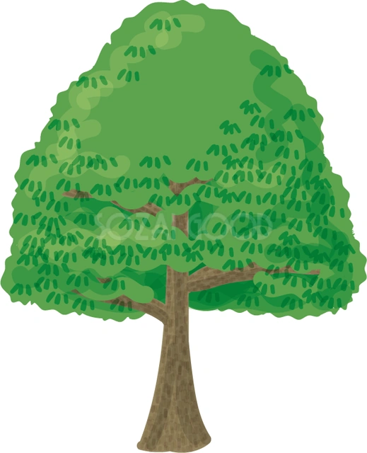 縦長の樹冠のくすのきのイラスト
