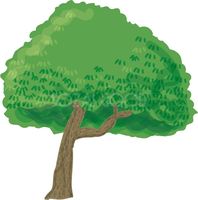 枝が広がるくすのきのイラスト