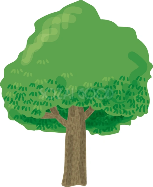濃い緑のくすのきのイラスト