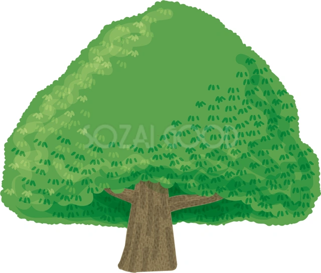 横に広がるくすのきのイラスト
