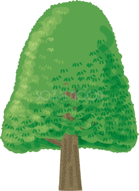 細長いくすのきのイラスト