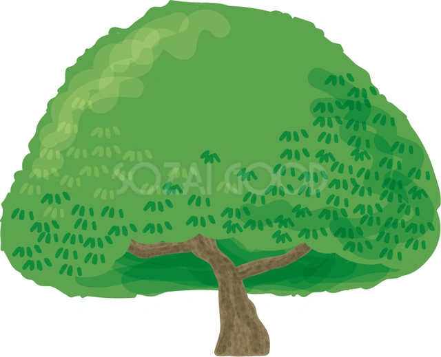 低く広がるくすのきのイラスト