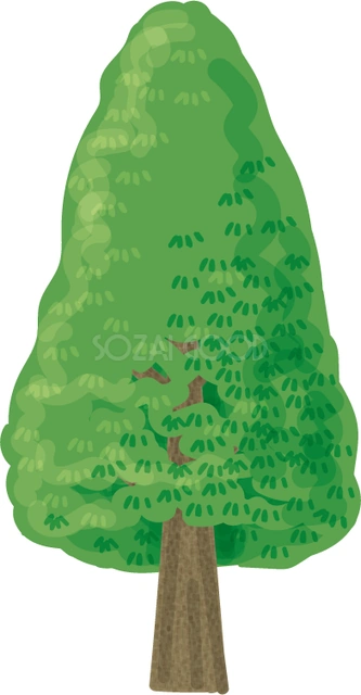 すらりと伸びたくすのきのイラスト