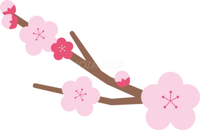 淡いピンクの梅の花とつぼみの枝イラスト（背景透過PNG）