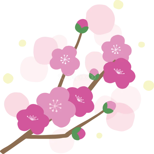 紫とピンクの丸い梅の花を描いた枝イラスト（背景透過PNG）