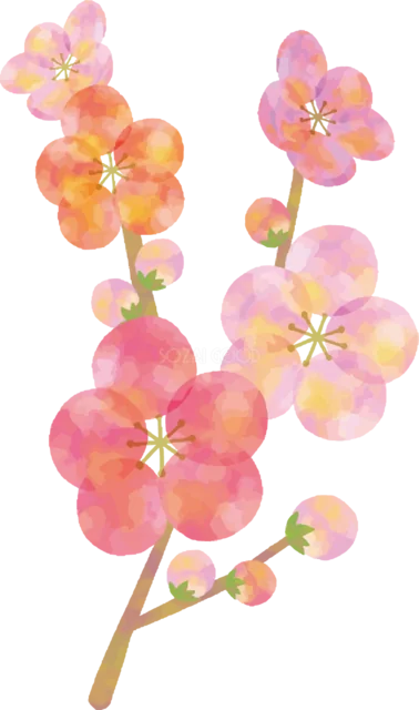 ピンクとオレンジの梅が咲く水彩の小枝（背景透過PNG）