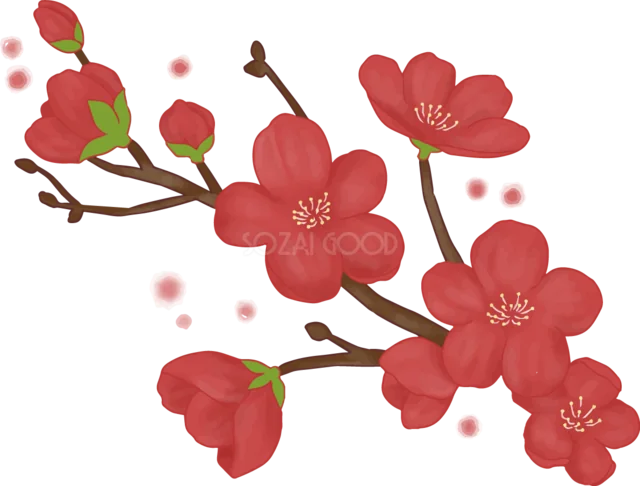 深紅の梅の花とつぼみが咲く華やかな枝（背景透過PNG）