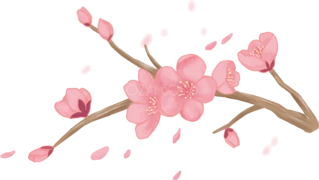 ピンクの梅の花と舞う花びらの枝イラスト（背景透過PNG）