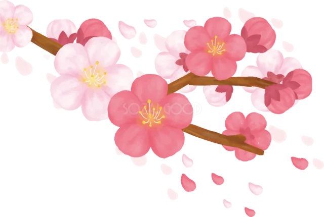 紅白の梅と舞い散る花びらを描いた枝イラスト（背景透過PNG）