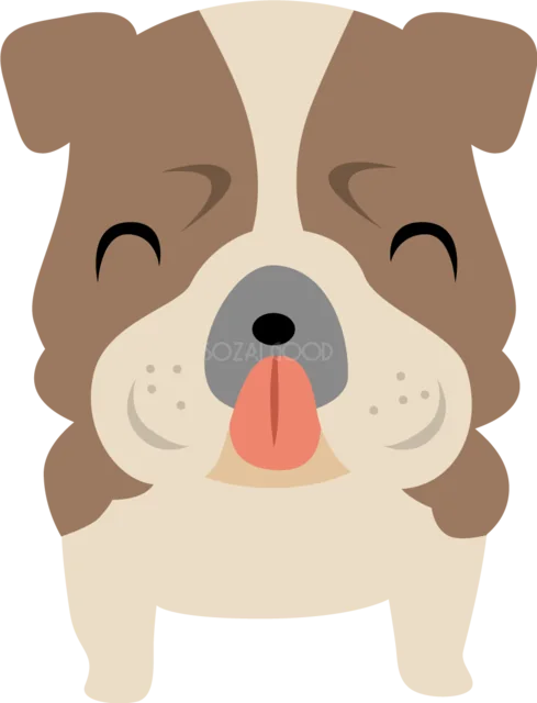 舌を出した愛嬌のあるブルドッグ（背景透過PNG）