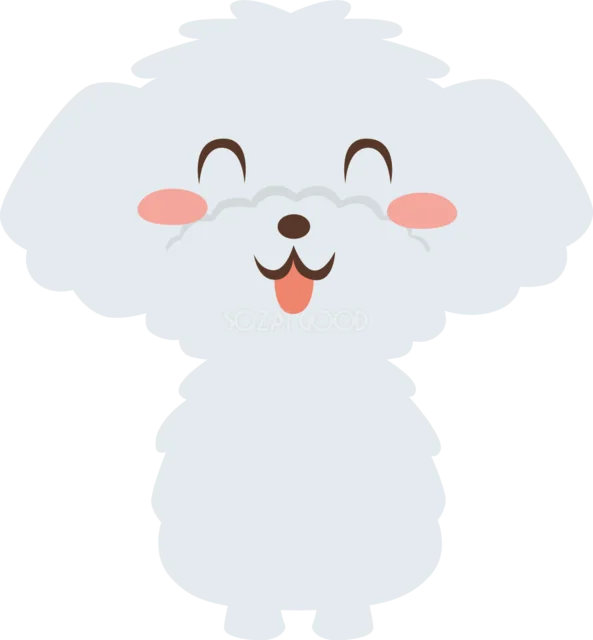 白いふわふわの毛がかわいいマルチーズ（背景透過PNG）