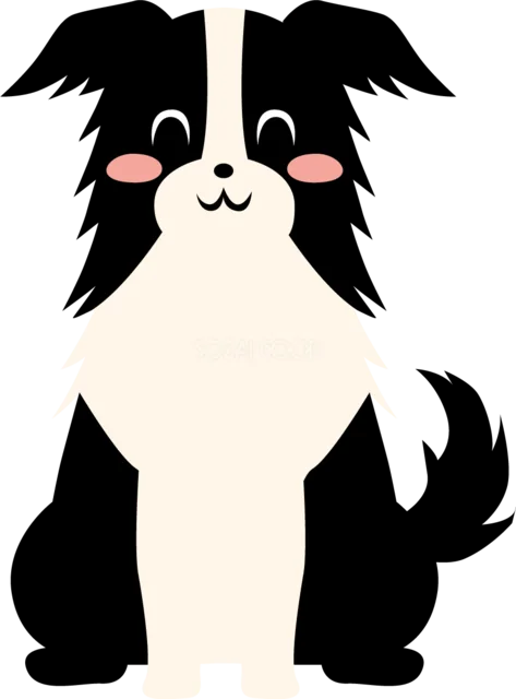 白黒の長い毛並みがかわいいボーダーコリー（背景透過PNG）