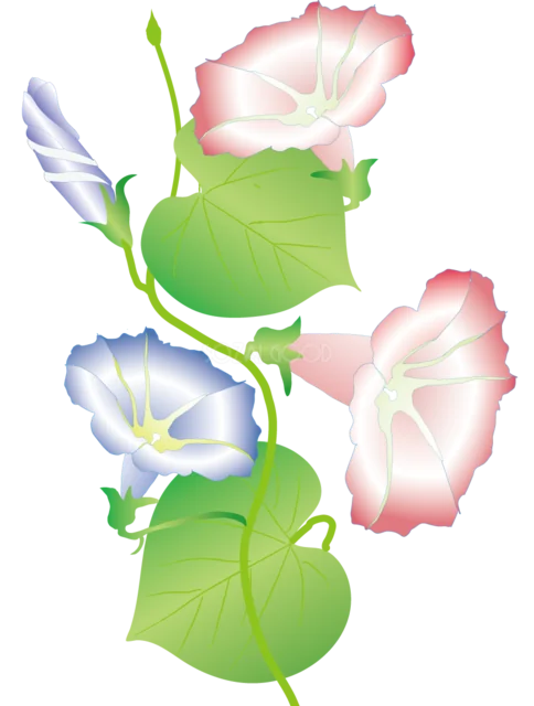 青とピンクの朝顔を縦に飾った花イラスト（背景透過PNG）
