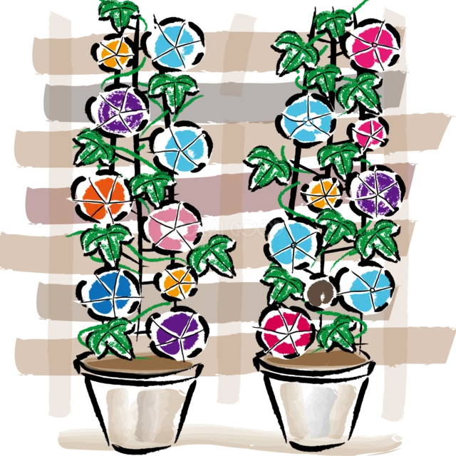 鉢植えでカラフルに咲く朝顔2鉢（背景透過PNG）