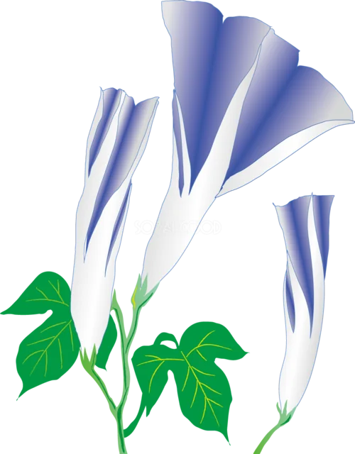 青紫色の朝顔3輪と緑の葉（背景透過PNG）