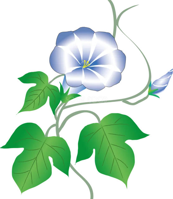 青紫色の朝顔とつぼみの花イラスト（背景透過PNG）