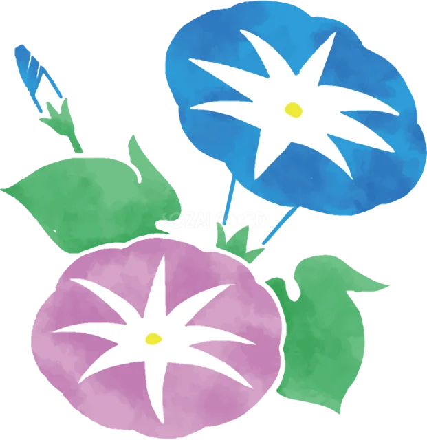 青と紫の朝顔の花と緑の葉の夏イラスト（背景透過PNG）