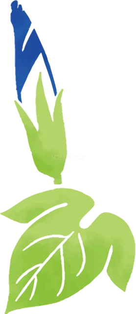 青い朝顔のつぼみと緑の葉のイラスト（背景透過PNG）