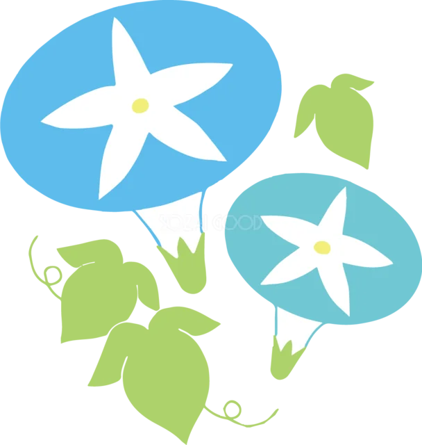 青い朝顔2輪と葉・つるを描いた夏の花イラスト（背景透過PNG）