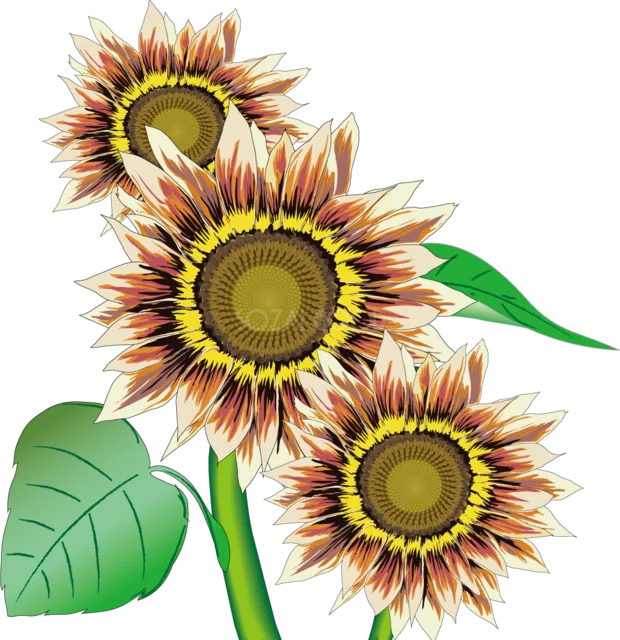 赤茶色のひまわり3輪と緑の葉（背景透過PNG）
